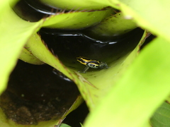 Ranitomeya variabilis