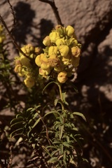 Calceolaria thyrsiflora