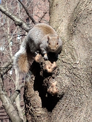 Sciurus carolinensis