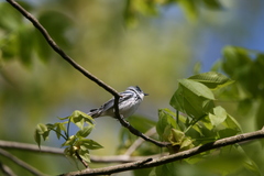Setophaga cerulea