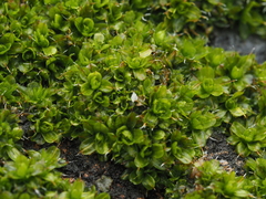 Syntrichia pagorum