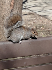 Sciurus carolinensis