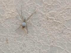 Cyrtophora cicatrosa