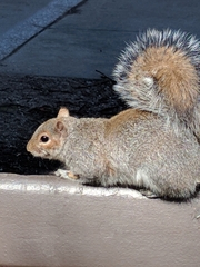 Sciurus carolinensis