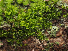 Syntrichia pagorum