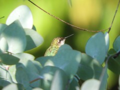 Archilochus colubris