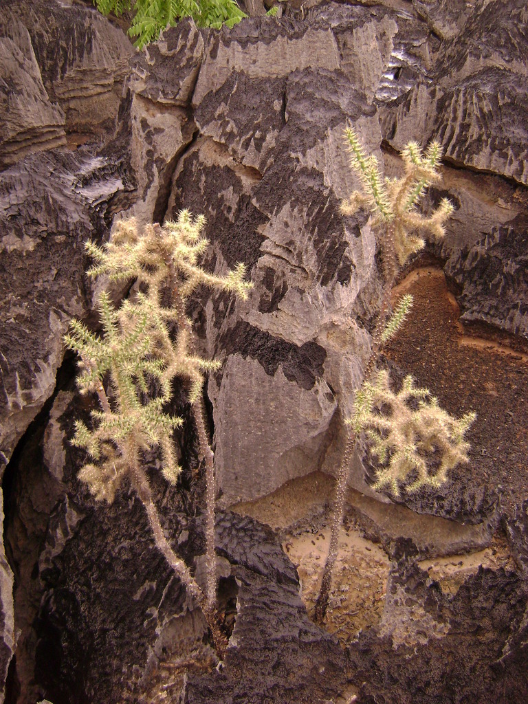 Quiabentia zehntneri