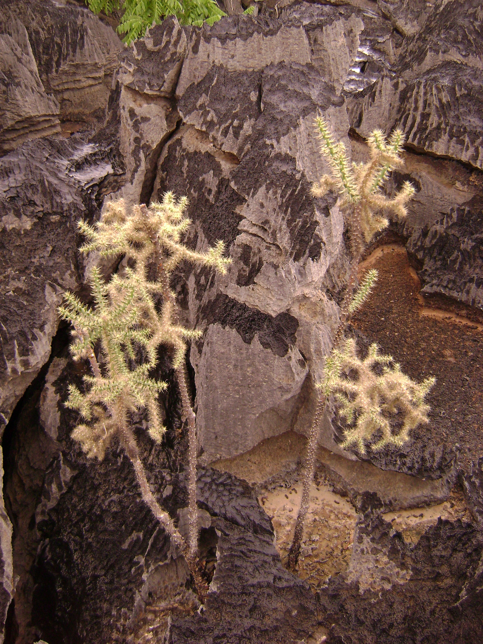 Quiabentia zehntneri