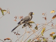 Crinifer piscator