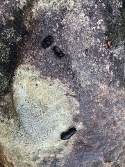 Urocyon cinereoargenteus