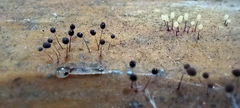 Comatricha nigra