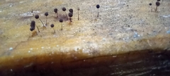 Comatricha nigra