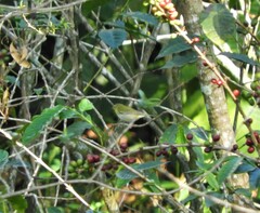 Leiothlypis peregrina