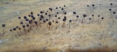 Comatricha nigra