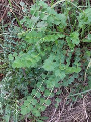 Sanguisorba minor balearica