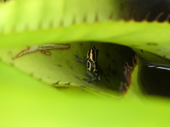 Ranitomeya variabilis