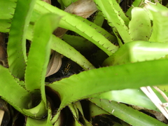 Ranitomeya variabilis