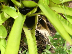 Ranitomeya variabilis