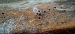 Comatricha nigra