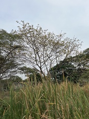 Pseudosamanea guachapele