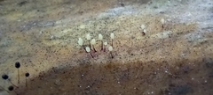 Comatricha nigra