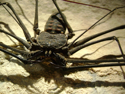 Trichodamon princeps