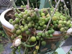 Curio rowleyanus