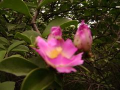 Pereskia bahiensis