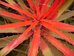Bromelia pinguin