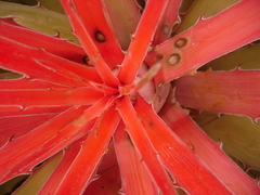 Bromelia pinguin