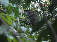 Cercopithecus cephus cephus