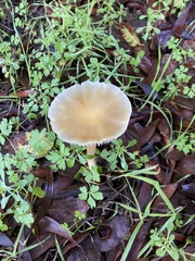 Bolbitius aleuriatus