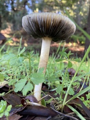 Bolbitius aleuriatus