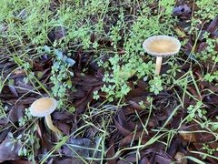 Bolbitius aleuriatus