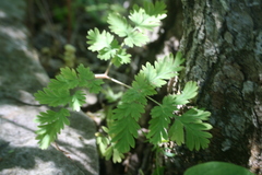 Dicentra