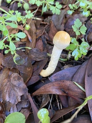 Bolbitius aleuriatus