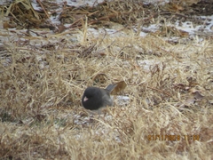 Junco hyemalis cismontanus