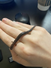 Plethodon serratus