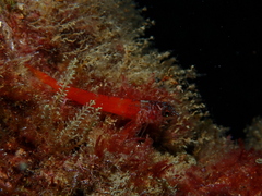 Tripterygion melanurus