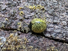 Aegithus burmeisteri