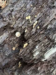 Chlorosplenium chlora