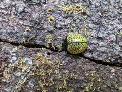 Aegithus burmeisteri