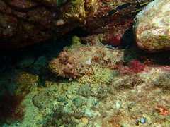 Scorpaena scrofa
