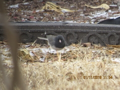 Junco hyemalis cismontanus