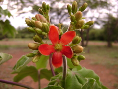 Jatropha