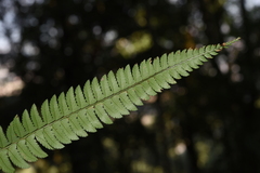 Polystichum lentum