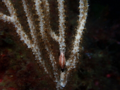 Simnia spelta