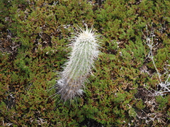 Echinocereus engelmannii fasciculatus