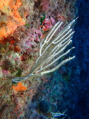 Eunicella singularis
