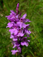 Dactylorhiza majalis